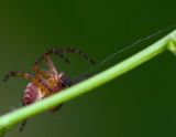 side spidey3.jpg