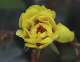 Portulaca grandiflora