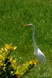 GREAT EGRET