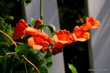 Trumpet vine.