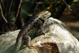 SPINY LIZARD