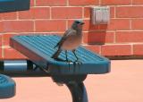 beautifull bird at Kitt Peak