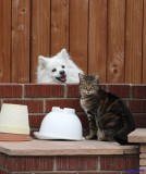 SnowBell and Tigger