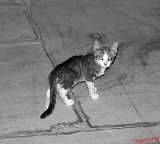BW stray