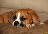  Addie