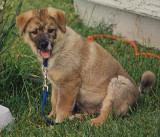 Little Izzy