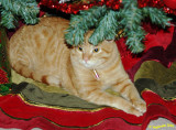 Henry 1st Christmas