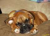 Sleepin Ryder