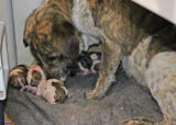 Scappy and litter