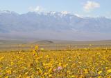 Death Valley during the 100 yr bloom