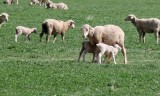 Feeding time