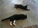 Iphone pics 019.jpg