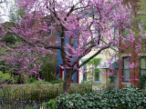 Splash of purple on North Carolina