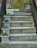 Stairs in bloom