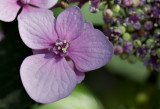 Back to hydrangeas