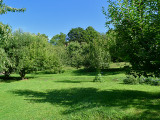 Back yard and orchard