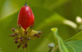 Dogwood berry 2