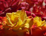 Roses on the Mall