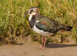 Lapwing