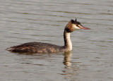 Great Crested Grebe