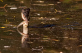 Great Crested Grebe with fish