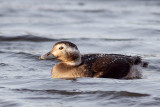 Long-tailed Duck