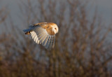 Barn Owl