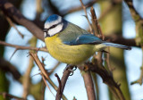 Blue Tit