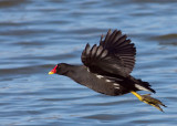 Moorhen