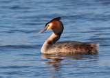 Great Crested Grebe