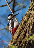 Great Spotted Woodpecker