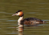 Great Crested Grebe