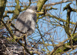 Grey Heron - juvenile at the nest