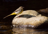 Grey Wagtail