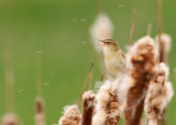 Sedge Warbler