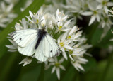 Green-veined White