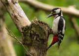 Great Spotted Woodpecker