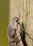 Humming-bird Hawk-moth