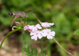 Humming-bird Hawk-moth