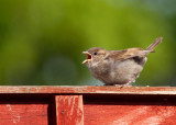 House Sparrow (fledgling)