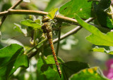 Female Southern Migrant Hawker (Aeshna affinis)