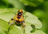Hoverfly - possibly Volucella inflata