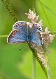 Common Blue