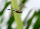 Migrant Hawker