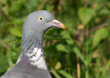 Wood Pigeon