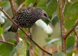 Starling