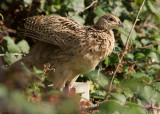 Pheasant