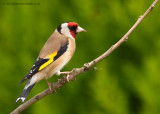 Goldfinch