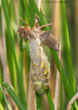 Four-spotted Chaser emerging from its larval case