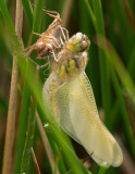 Four-spotted Chaser emerging from its larval case